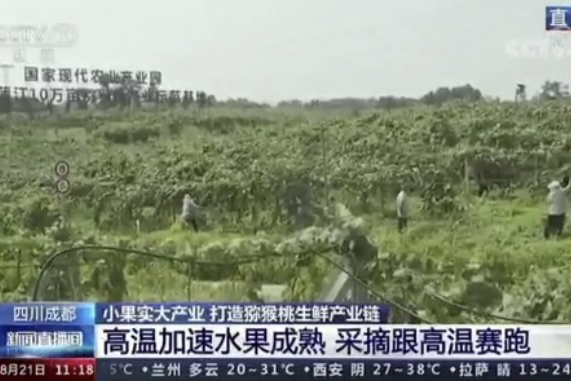 央視新聞中的天然蕓苔素、生物農(nóng)藥助力綠色農(nóng)業(yè)、品牌農(nóng)產(chǎn)品更有價值