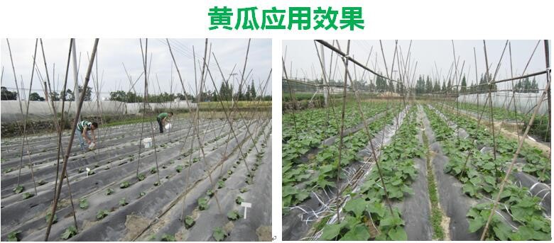 氨基寡糖素 - 植物的免疫衛(wèi)士，根結(jié)線(xiàn)蟲(chóng)的克星