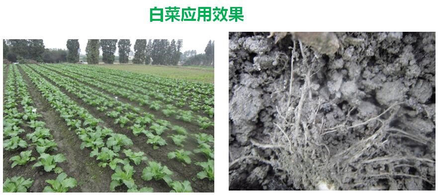 氨基寡糖素 - 植物的免疫衛(wèi)士，根結(jié)線(xiàn)蟲(chóng)的克星