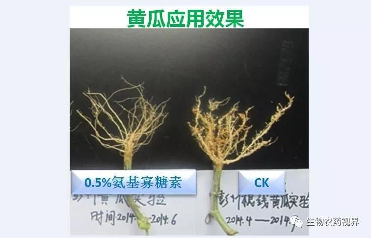 氨基寡糖素 - 植物的免疫衛(wèi)士，根結(jié)線(xiàn)蟲(chóng)的克星