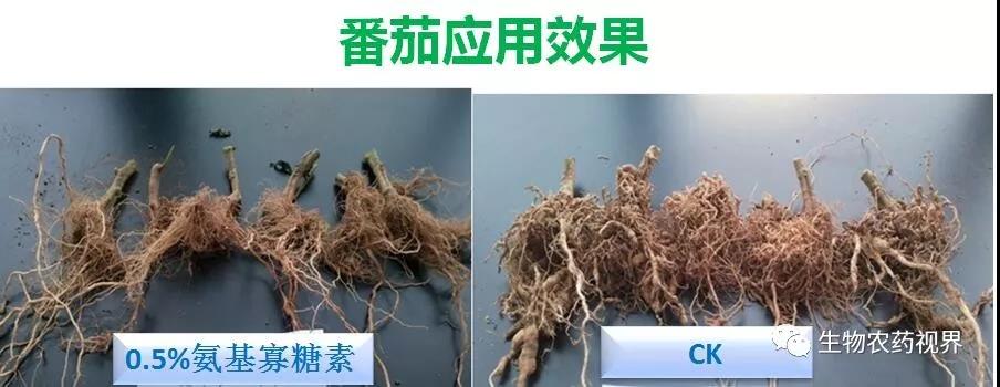 氨基寡糖素 - 植物的免疫衛(wèi)士，根結(jié)線(xiàn)蟲(chóng)的克星