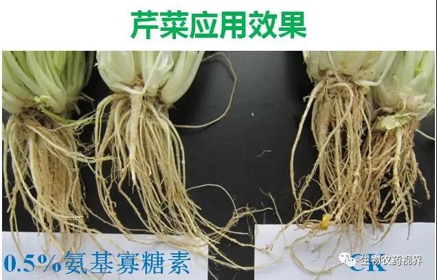 氨基寡糖素 - 植物的免疫衛(wèi)士，根結(jié)線(xiàn)蟲(chóng)的克星