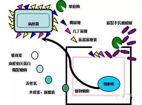 氨基寡糖素 - 植物的免疫衛(wèi)士，根結(jié)線(xiàn)蟲(chóng)的克星