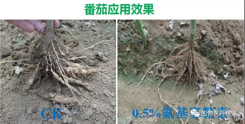 氨基寡糖素 - 植物的免疫衛(wèi)士，根結(jié)線(xiàn)蟲(chóng)的克星